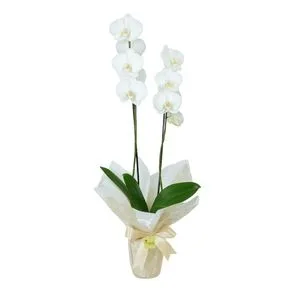 Orquídea kolibri