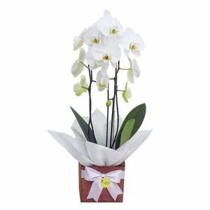 Orquídea Phalaenopsis Branca de 2 Hastes no Cachepô