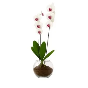 Orquídea Phalaenopsis Branca de 2 Hastes no Vaso de Vidro