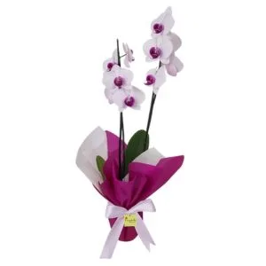 Orquídea Phalaenopsis Branca de 2 Hastes