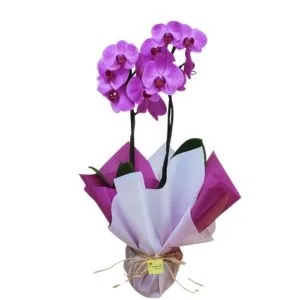 Orquídea Phalaenopsis Lilás de 2 Hastes