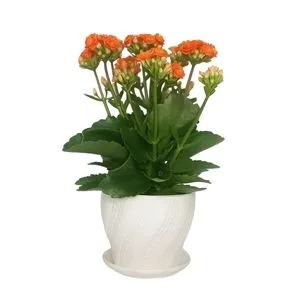 Vaso Kalandiva Laranja