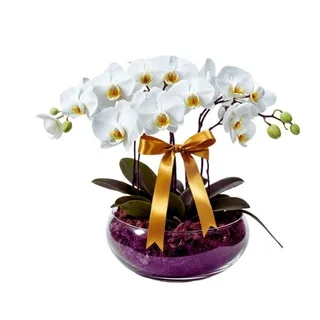 06 Orquídeas Phalaenopsis Branca no Vidro