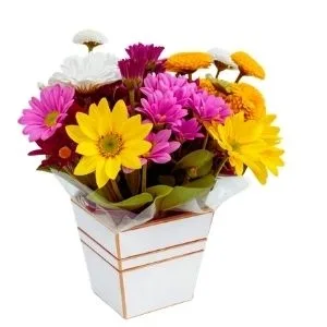 Box Charming Margaridas Coloridas