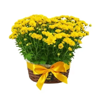 Cestinha de Margaridas Amarelas