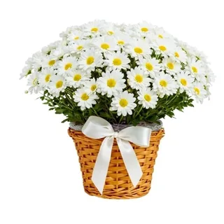 Cestinha de Margaridas Brancas