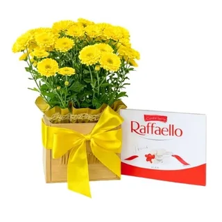 Mini Margarida Amarela na Caixa com Raffaello