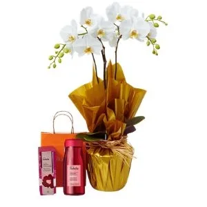 Orquídea Phalaenopsis Branca e Natura Todo Dia