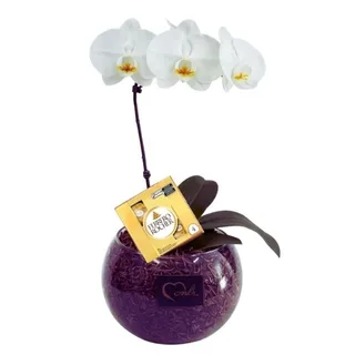 Orquídea Phalaenopsis Branca no Vidro com Ferrero Rocher 04 Uni