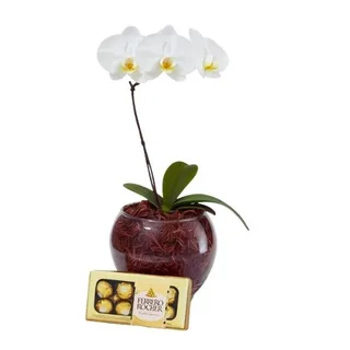 Orquídea Phalaenopsis Branca no Vidro com Ferrero Rocher 08 Uni