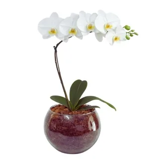 Orquídea Phalaenopsis Branca no Vidro