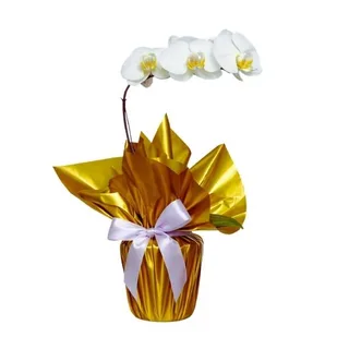 Orquídea Phalaenopsis Branca