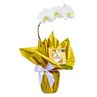 Orquídea Phalaenopsis com Ferrero Rocher 4 unidades