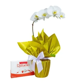 Orquídea Phalaenopsis com Raffaello
