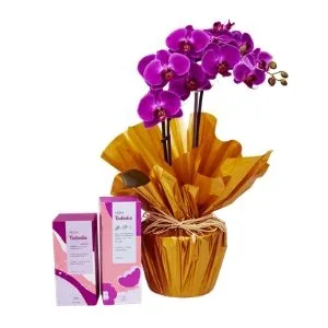Orquídea Phalaenopsis Lilas e Natura Todo Dia