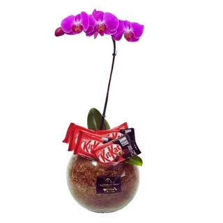 Orquídea Phalaenopsis Lilas no Vidro com Chocolate