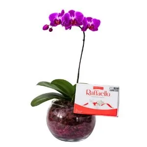Orquídea Phalaenopsis Lilas no Vidro com Raffaello