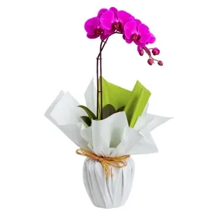 Orquídea Phalaenopsis Lilas