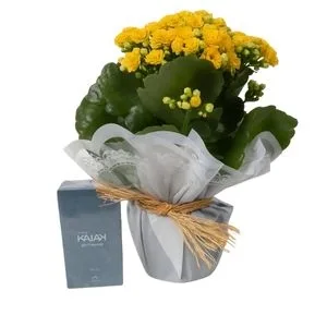 Vaso Kalanchoe Amarela e Natura KaiaK Extemo - Desodorante