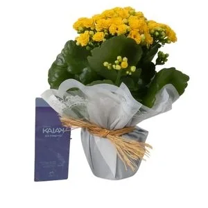 Vaso Kalanchoe Amarela e Natura KaiaK Extemo - Perfume