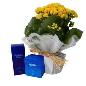 Vaso Kalanchoe Amarela e Natura KaiaK
