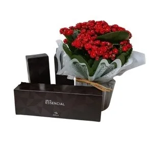 Vaso Kalanchoe Vermelha e Kit Natura Essencial