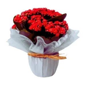 Vaso Kalanchoe Vermelha
