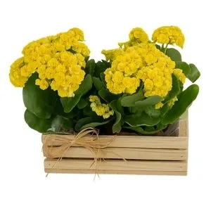 Caixa com Duas Flor da Fortuna
