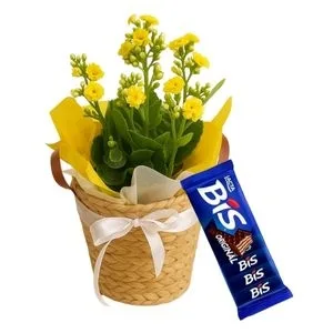 Flor da Fortuna Amarela com Bis