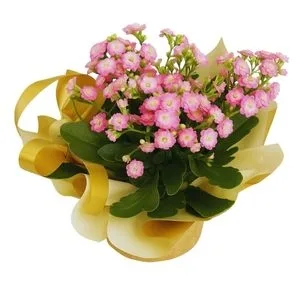Flor da Fortuna cor de Rosa