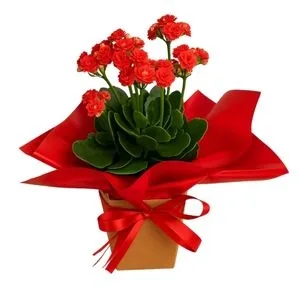 Flor da Fortuna Vermelha