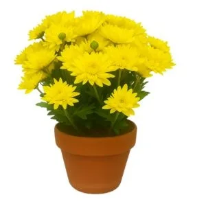 Margarida Amarela Plantada