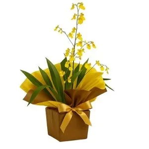 Orquídea Chuva de Ouro