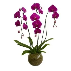 Orquídea no Vaso de vidro