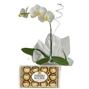 Orquídea Phalaenopsis Branca com Chocolate