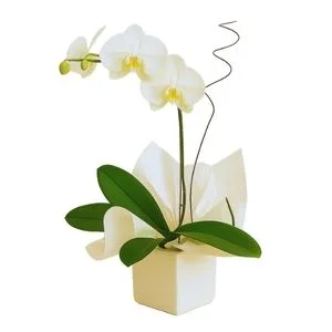 Orquídea Phalaenopsis Branca
