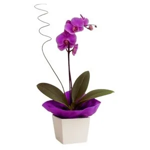 Orquídea Phalaenopsis Lilás