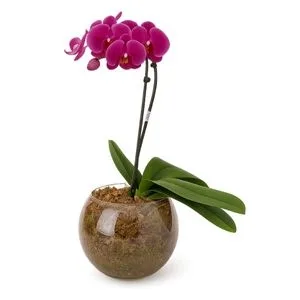 Orquídea Pink no Vaso de Vidro