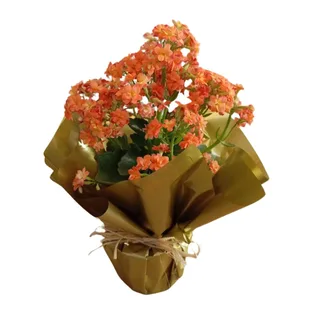 Flor da Fortuna
