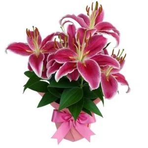 Lírios Cor de Rosa no Vaso