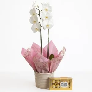 Orquídea Branca no Cachepot e Ferrero Rocher