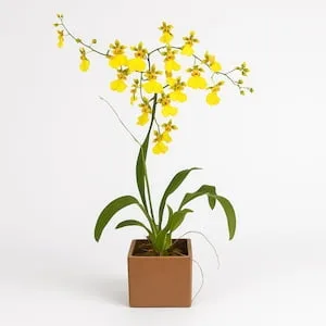 Orquídea Chuva de Ouro