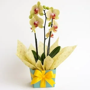 Orquídea Phalaenopsis Amarela