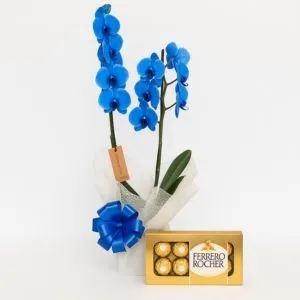 Orquídea Phalaenopsis Azul com Ferrero Rocher