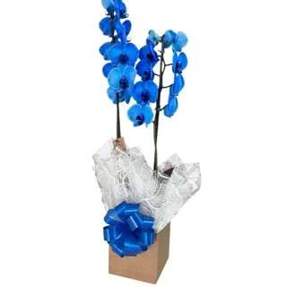 Orquídea Phalaenopsis Azul no Cachepot