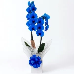 Orquídea Phalaenopsis Azul Para Presente