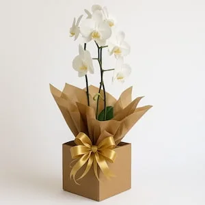 Orquídea Phalaenopsis Branca no Cachepot