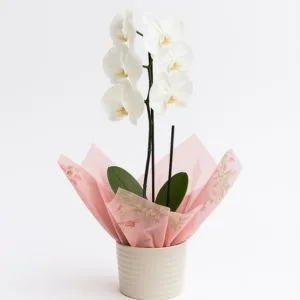 Orquídea Phalaenopsis Branca no Vaso Cerâmica