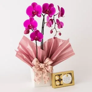Orquídea Phalaenopsis Pink e Ferrero Rocher