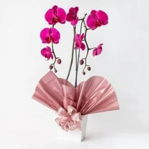 Orquídea Phalaenopsis Pink Para Presente